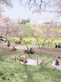 Sakura Tunnel Meets Rapeseed Sea – A Gongendo Dreamscape