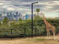 A Wild Day Out with the Kids: Taronga Zoo’s Best Views and Creatures