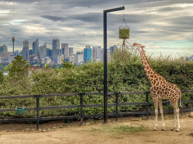A Wild Day Out with the Kids: Taronga Zoo’s Best Views and Creatures