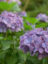 迫力満点　下田公園の紫陽花
