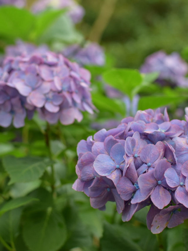 迫力満点　下田公園の紫陽花