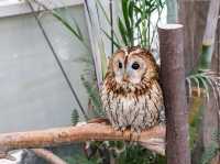 【島根県】 湖畔に広がる花と鳥のテーマパーク『松江フォーゲルパーク』🦉