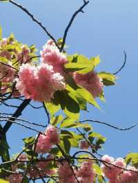 🗾 "From Himeji to Matsumoto, every turr