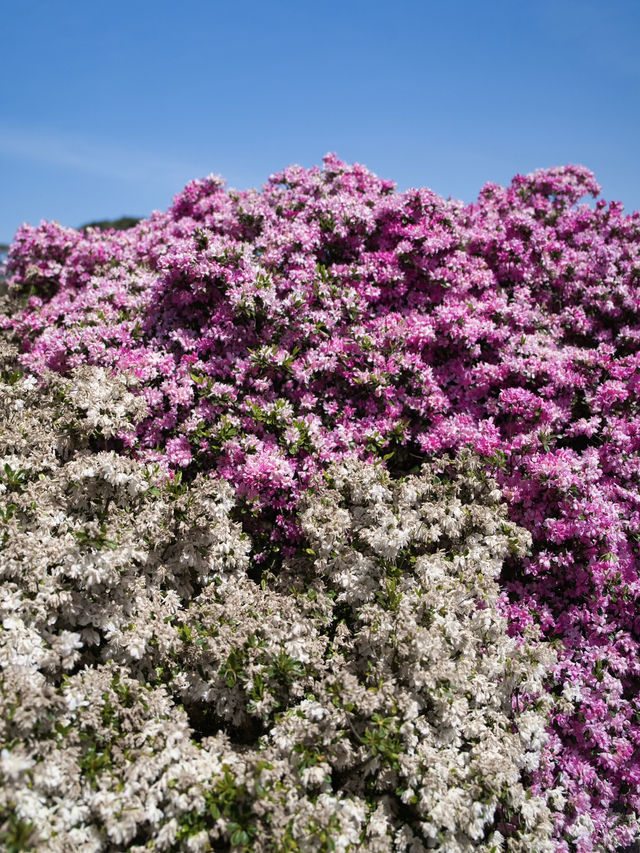 【行く前にこれ見て】色彩の洪水に心奪われる🌸💖🔥※観光攻略情報付き