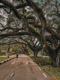 Serene Reflections and Old-World Charm at Taiping Lake