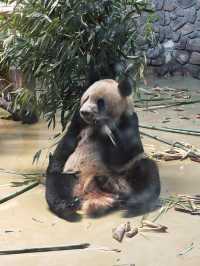 Dujiangyan Panda Valley  