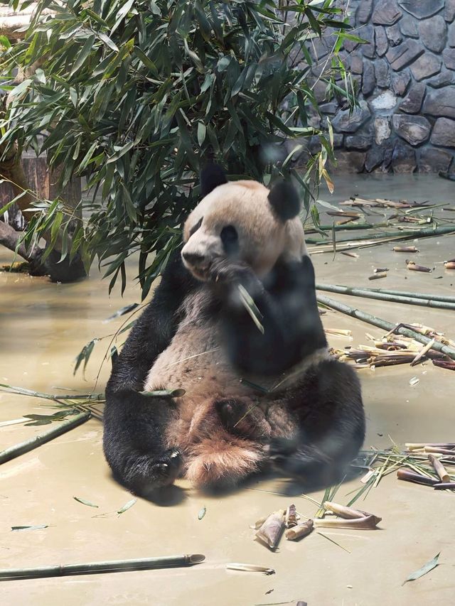 Dujiangyan Panda Valley  