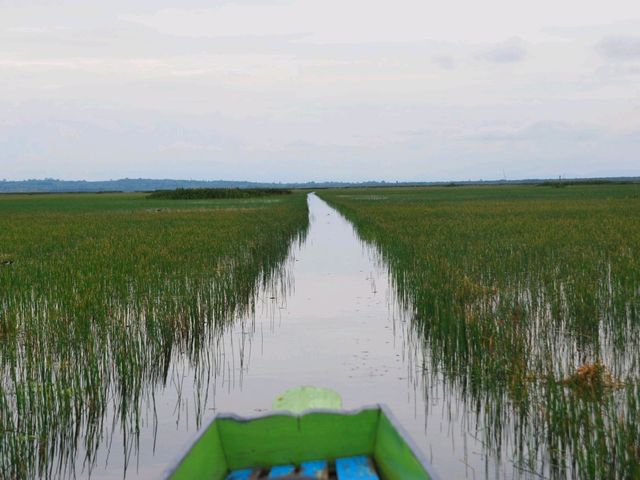 ล่องเรือ แลนก ชมบัว ที่ทะเลน้อย พัทลุง