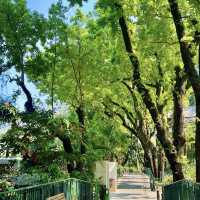 🌿🐒 Hong Kong’s Backyard Paradise — Deep Dive into the Zoological & Botanical Gardens!