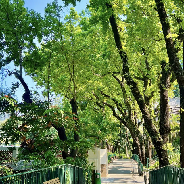 🌿🐒 Hong Kong’s Backyard Paradise — Deep Dive into the Zoological & Botanical Gardens!