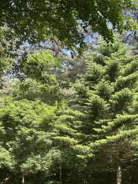 🌲 자연과 함께하는 힐링 교육의 장, 충북 산림환경연구소 (미동산수목원)