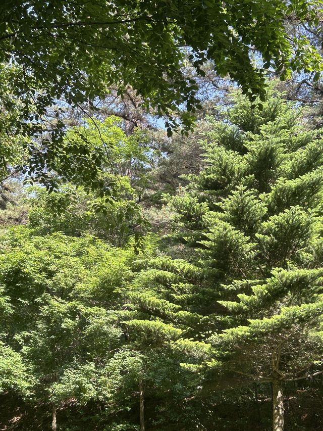 🌲 자연과 함께하는 힐링 교육의 장, 충북 산림환경연구소 (미동산수목원)