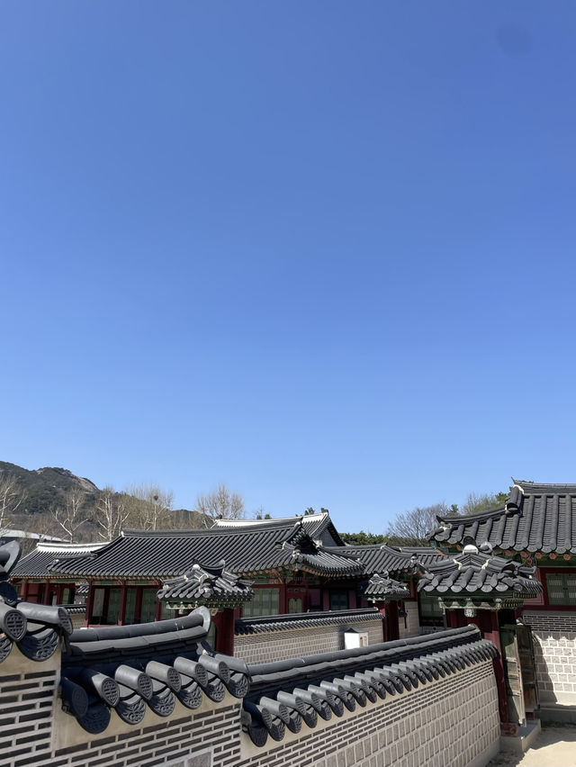 🌸 봄빛 머문 고궁, 경복궁의 벚꽃을 거닐다