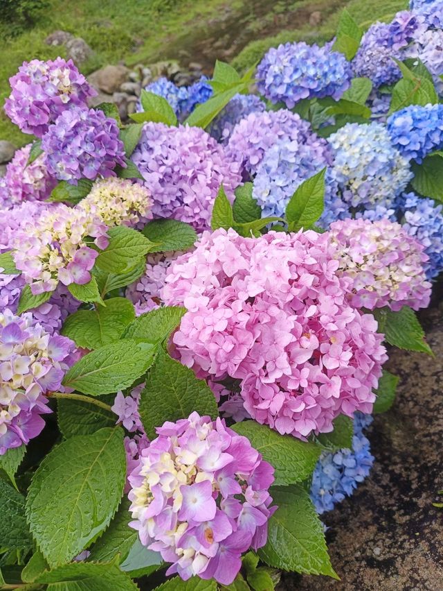 杉林溪繡球花季