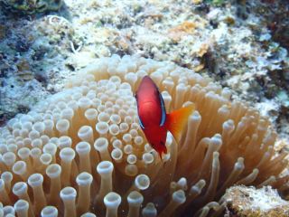 Ishigaki's Remote Island, Kuroshima