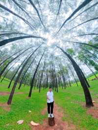 สวนสนแม่แตง จังหวัดเชียงใหม่ 