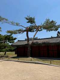 창경궁 소나무길