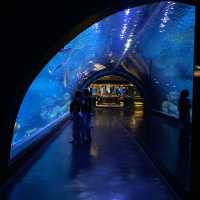 Aquarium Phuket 