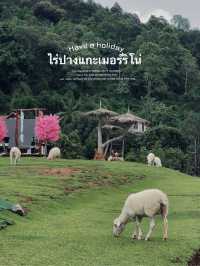  ไร่ปางแกะเมอร์ริโน่ แม่ริม เชียงใหม่ สุดคิวท์ 