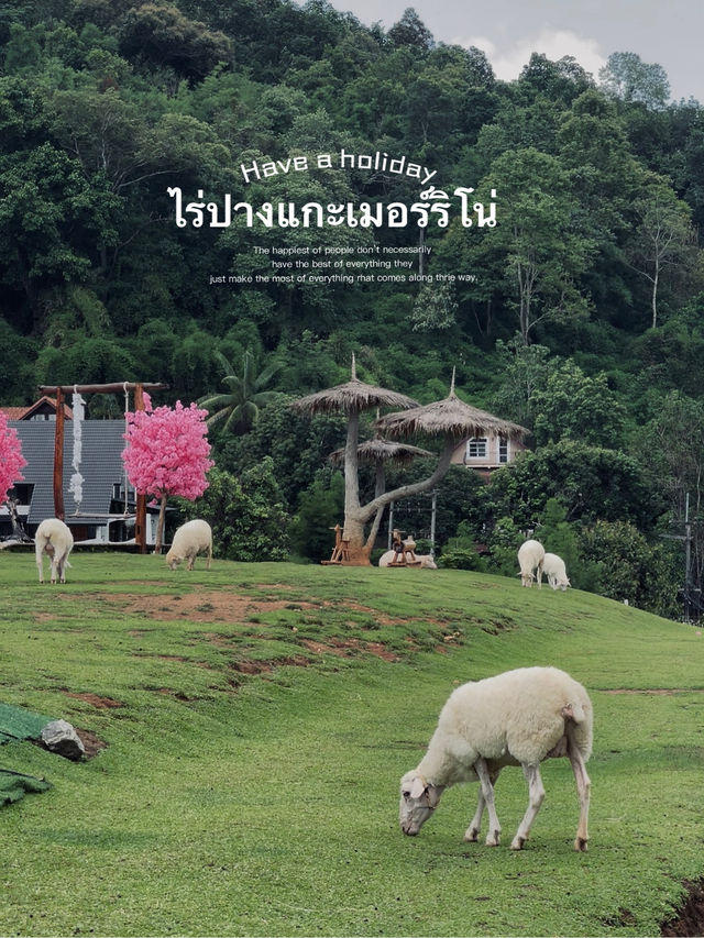  ไร่ปางแกะเมอร์ริโน่ แม่ริม เชียงใหม่ สุดคิวท์ 