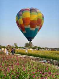 Heaven is a Field of Flowers and a Sky Full of Balloons @Aunty Nok Aeang Flower Farm, Chaing Mai 🎈🌸