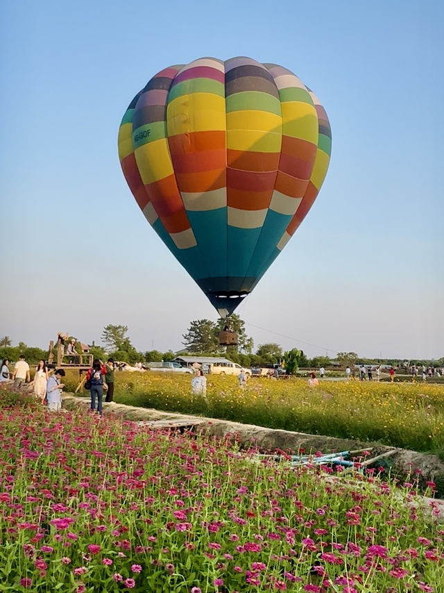 Heaven is a Field of Flowers and a Sky Full of Balloons @Aunty Nok Aeang Flower Farm, Chaing Mai 🎈🌸