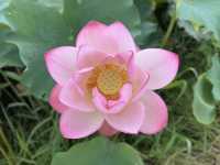香港好去處 | 賞花 | 塱原自然生態公園 | 荷花