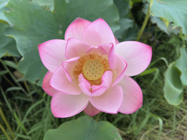 香港好去處 | 賞花 | 塱原自然生態公園 | 荷花