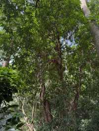 Nine One Coffee Organic Farm