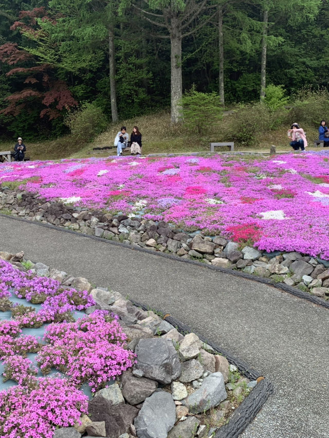 芝桜の花のじゅうたん❤️