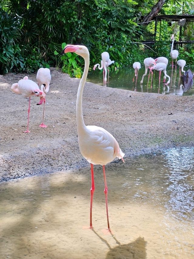 สวนสัตว์ KORAT ZOO 🦒🐘