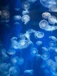 【神戸須磨シーワールド】海の仲間たちと感動体験！新しく生まれ変わった水族館旅🐟✨