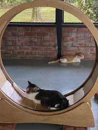 Taman Kuching Cyberjaya: Where Cats Rule & Vibes Are Chill 