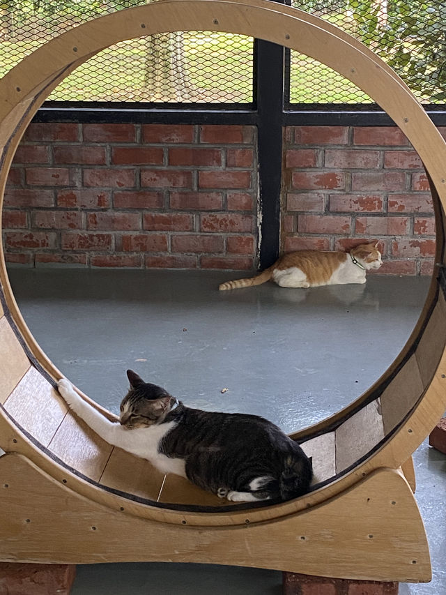 Taman Kuching Cyberjaya: Where Cats Rule & Vibes Are Chill 