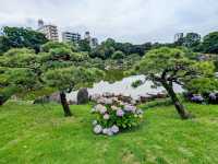 東京 | 清澄庭園賞花，以名石奇岩著稱的日式庭園