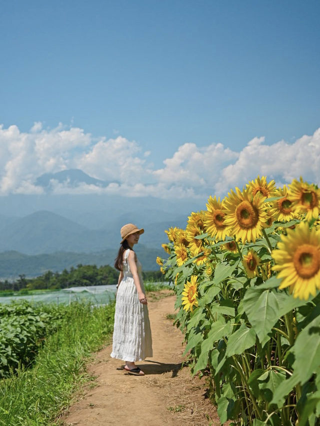 山梨の人気ひまわりスポットをご紹介🌻