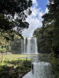 紐西蘭旅遊景點—💦 Whangārei Falls｜北島最優雅的瀑布散步路線