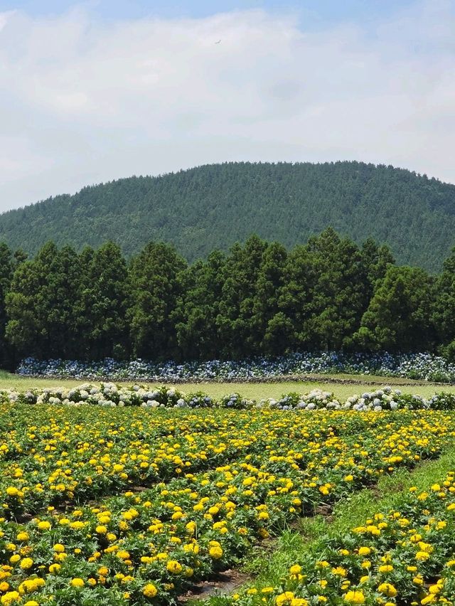 🌈 수국, 메밀꽃, 넓은 뜰과 산을 볼 수 있는 곳