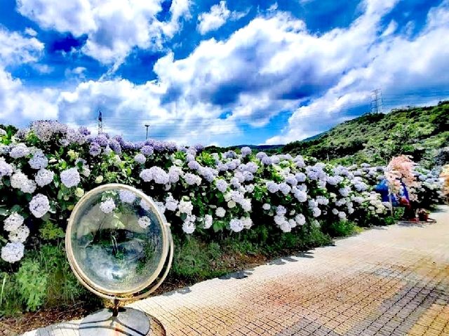 高家繡球花田