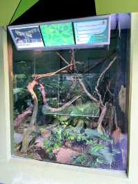 “Explore the Fascinating World of Reptiles at Rimba Reptilia”