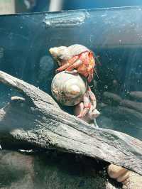 Discover Rimba Biodiversity – A Fascinating Reptile & Invertebrate Haven 