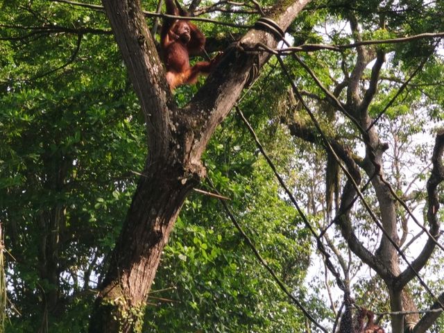 Mandai - Vương Quốc Các Loài Thú