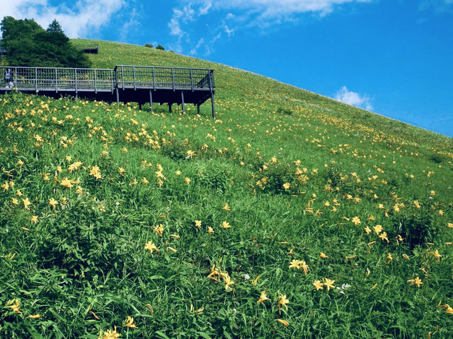 Kisuge-daira Park (キスゲ平公園) – A Hidden Highland Paradise in Nagano** 🌸🏞️  