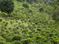 Discover Ban Rak Thai: Thailand's Serene Tea Village by the Lake