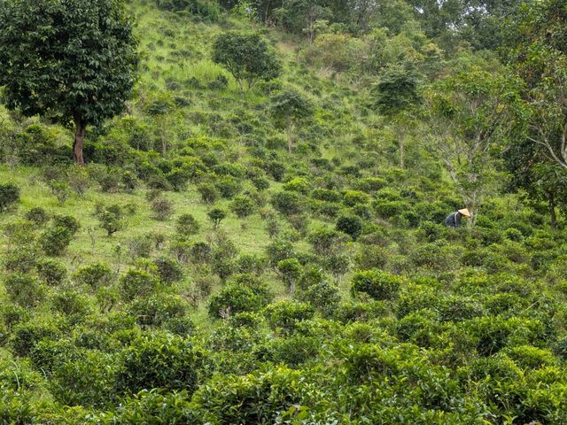 Discover Ban Rak Thai: Thailand's Serene Tea Village by the Lake