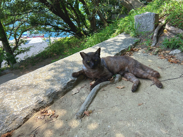 Ogijima: The Cat Island of the Seto Inland Sea! 🐱🏝️