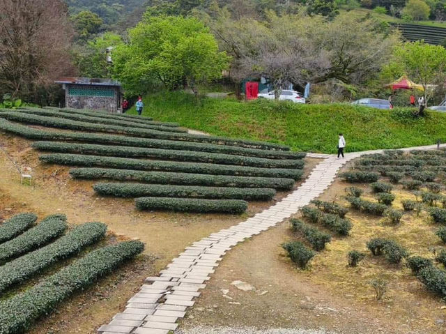 松羅步道-玉蘭茶園