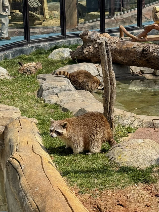 Let's chat about the zoo! 🐯