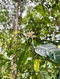 Free & Serene: Why Locals Love Taman Tugu’s Trails