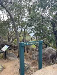 Finding koala on a cloudy day at magnetic island 🐨